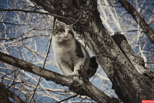 С первым днем весны кот