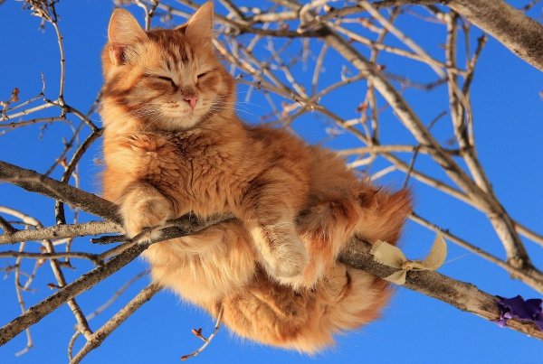 Коты весной