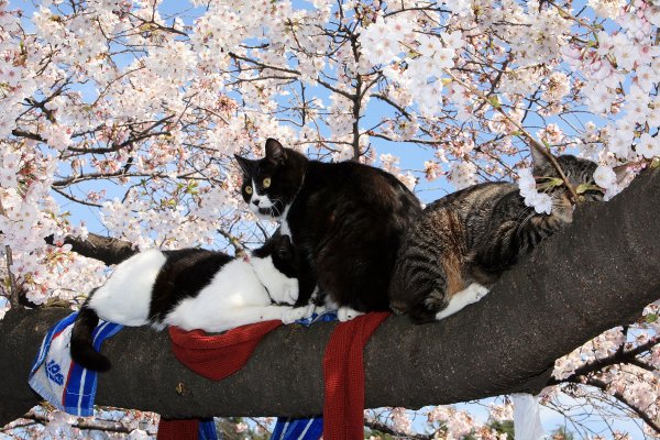 Коты в марте
