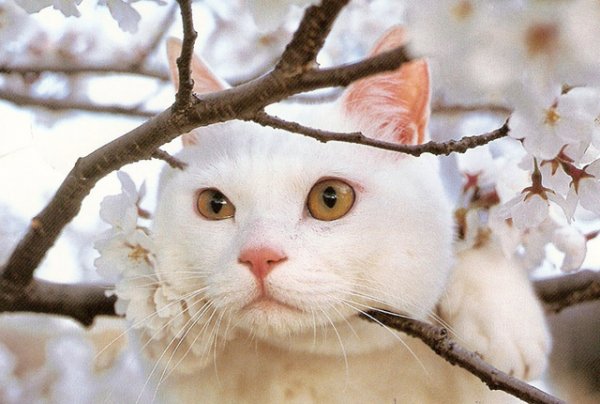 Кот чует весну
