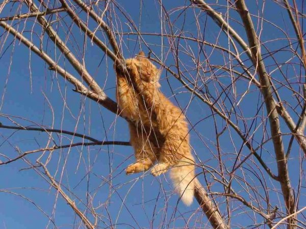 Рыжий кот на дереве