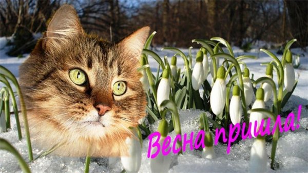 День весны и кошек
