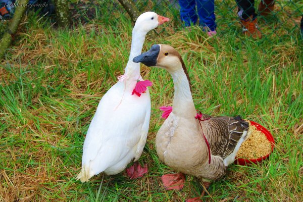 Веселые гуси