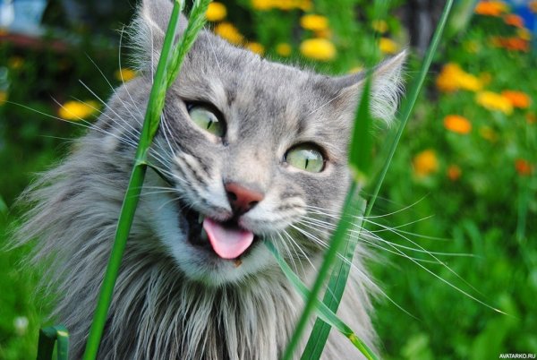Смешные котики