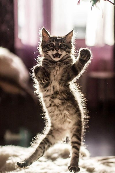 Смешные котята