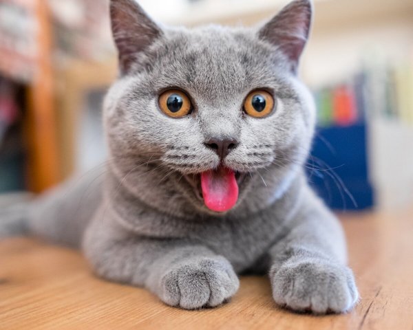 Забавные британские коты