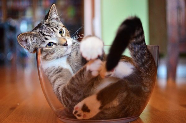 Прикольные коты