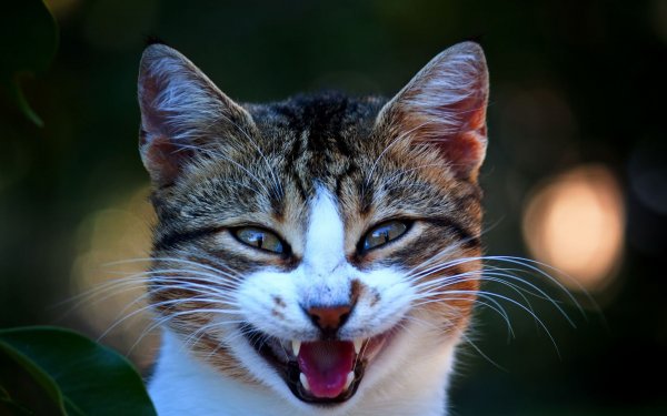 Улыбка кота