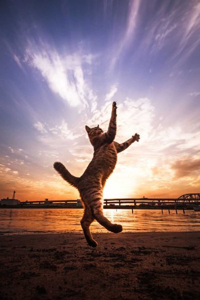 Летающий кот