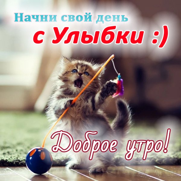 Доброе утро хорошего дня с котами