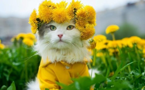 Веселые котики для поднятия настроения