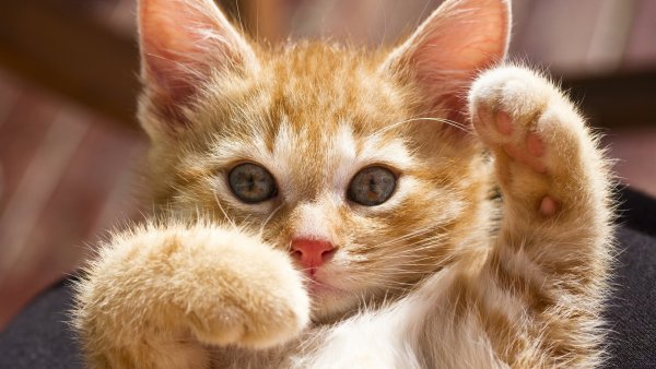 Забавные котята