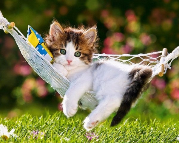 Прикольные котята