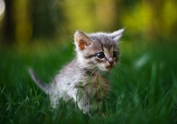 Милые котята
