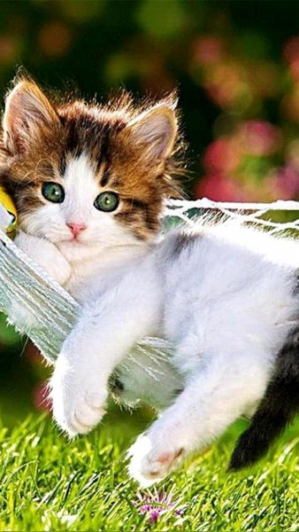 Милые кошечки