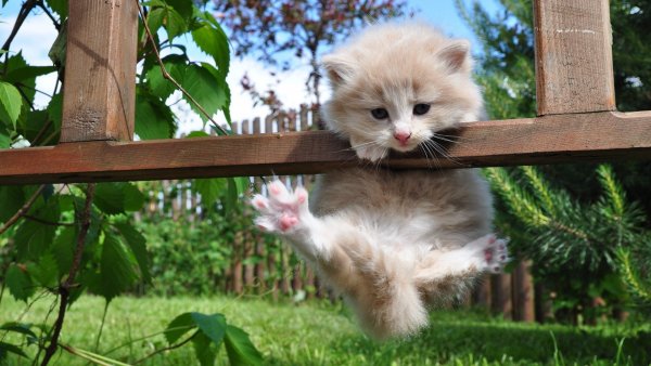 Смешные котята