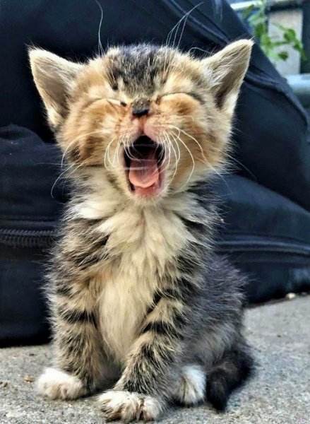 Прикольные коты