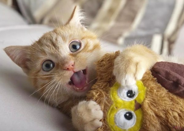 Смешной котяра