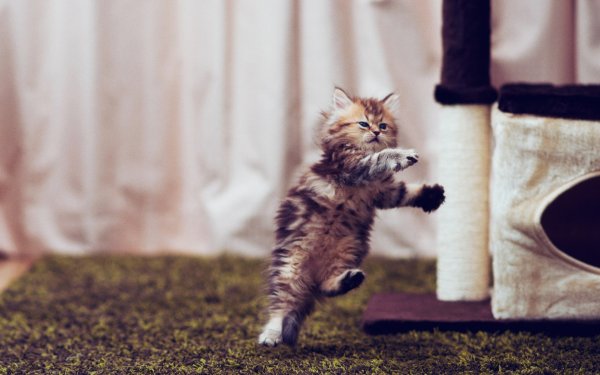 Смешные котята