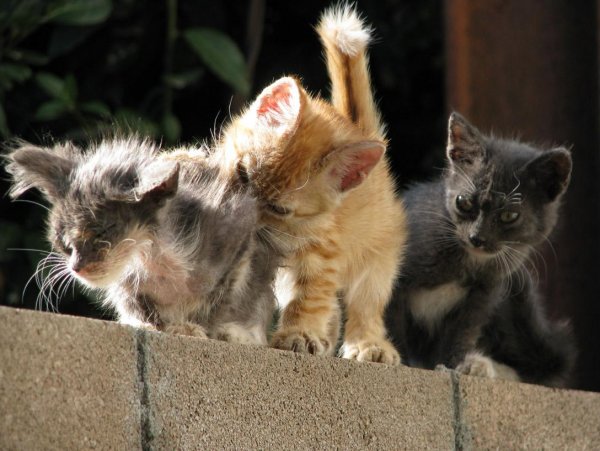 Котенок балуется