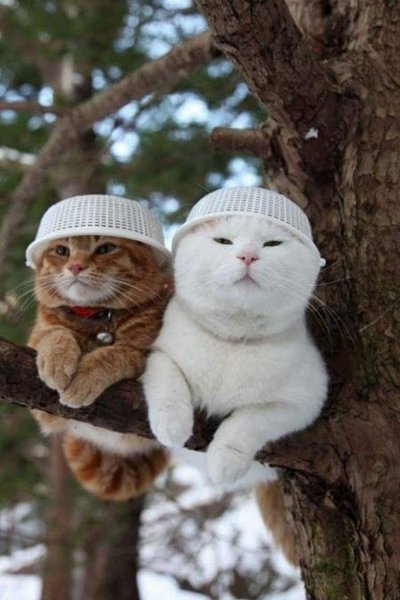Приколы с котами