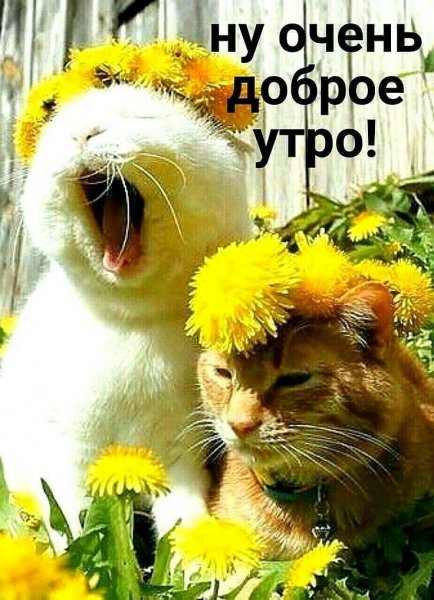 Доброе утро берегите себя