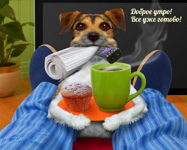 Доброе утро Кум