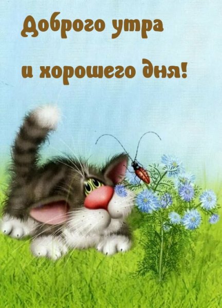 Коты Долотова