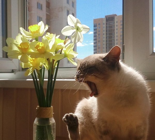 Весеннее настроение