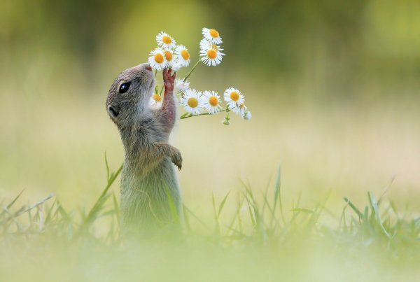 Позитивные животные
