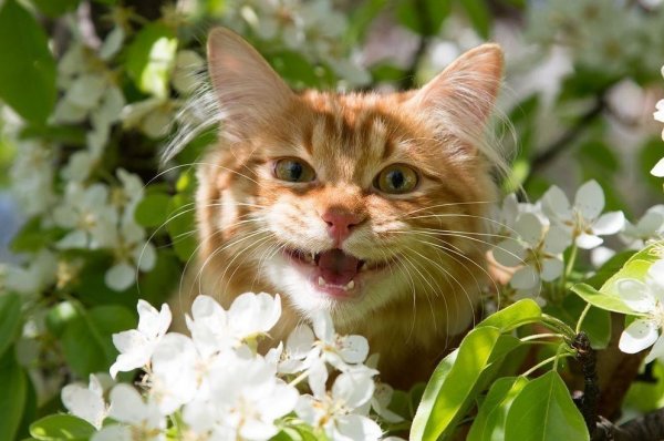 Весенний рыжий кот