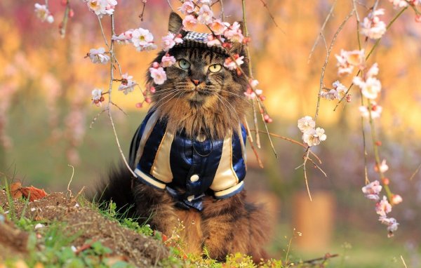 Кошка Весна