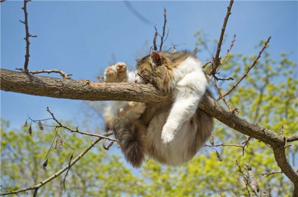 Кот спит на дереве