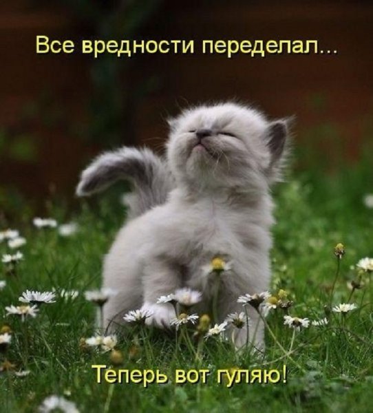 Котики для настроения
