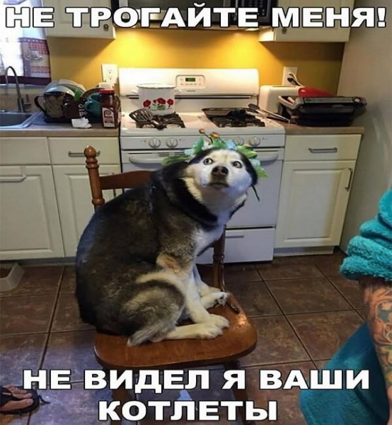 Смешные фото с надписями до слез для поднятия настроения