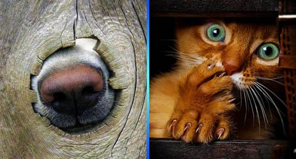 Приколы про настроение животные