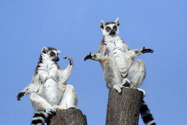 Прикольные животные