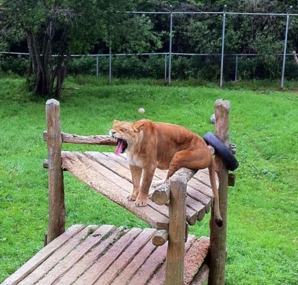 Позитивные животные для поднятия настроения