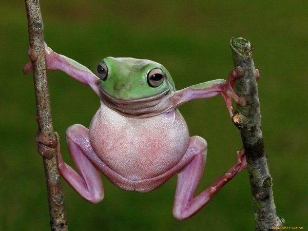 Лягушка смешно