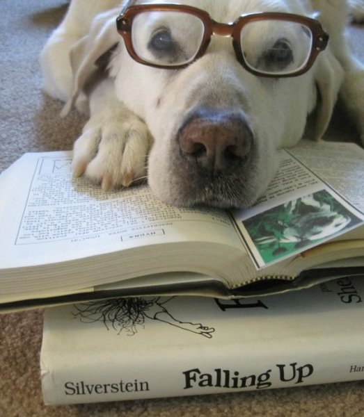 Смешные открытки для поднятия настроения