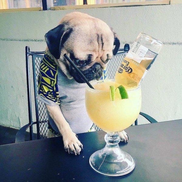 Собака с коктейлем