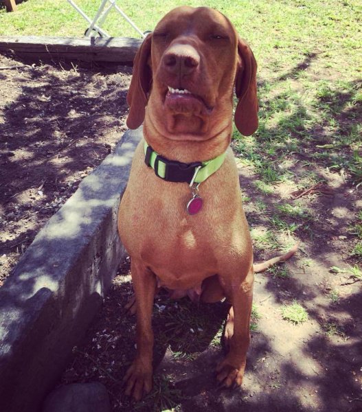 Поднять настроение картинки смешные