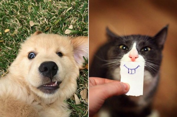 Шутки про домашних животных