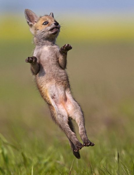 Животные танцуют