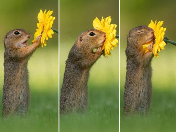 Картинки для поднятия настроения