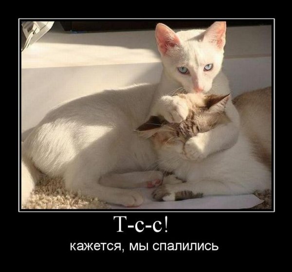 Приколы для поднятия настроения