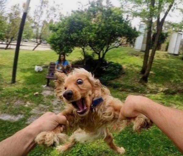 Дебильная собака