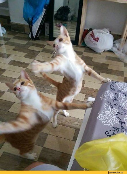 Танцуют все юмор