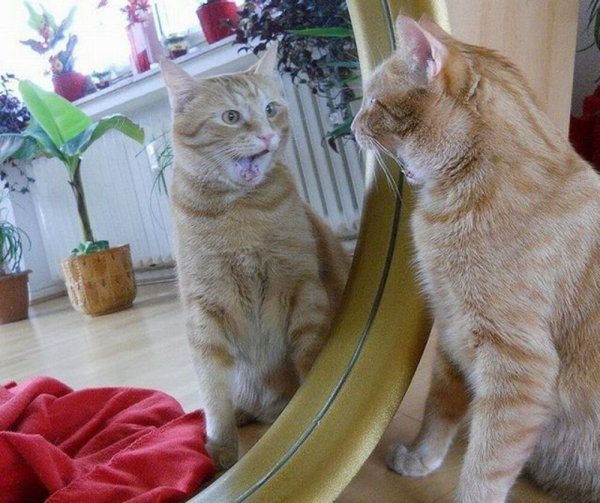 Котики для поднятия настроения