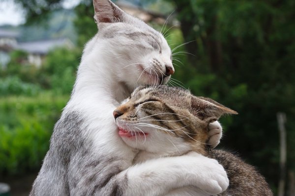Кошки любовь